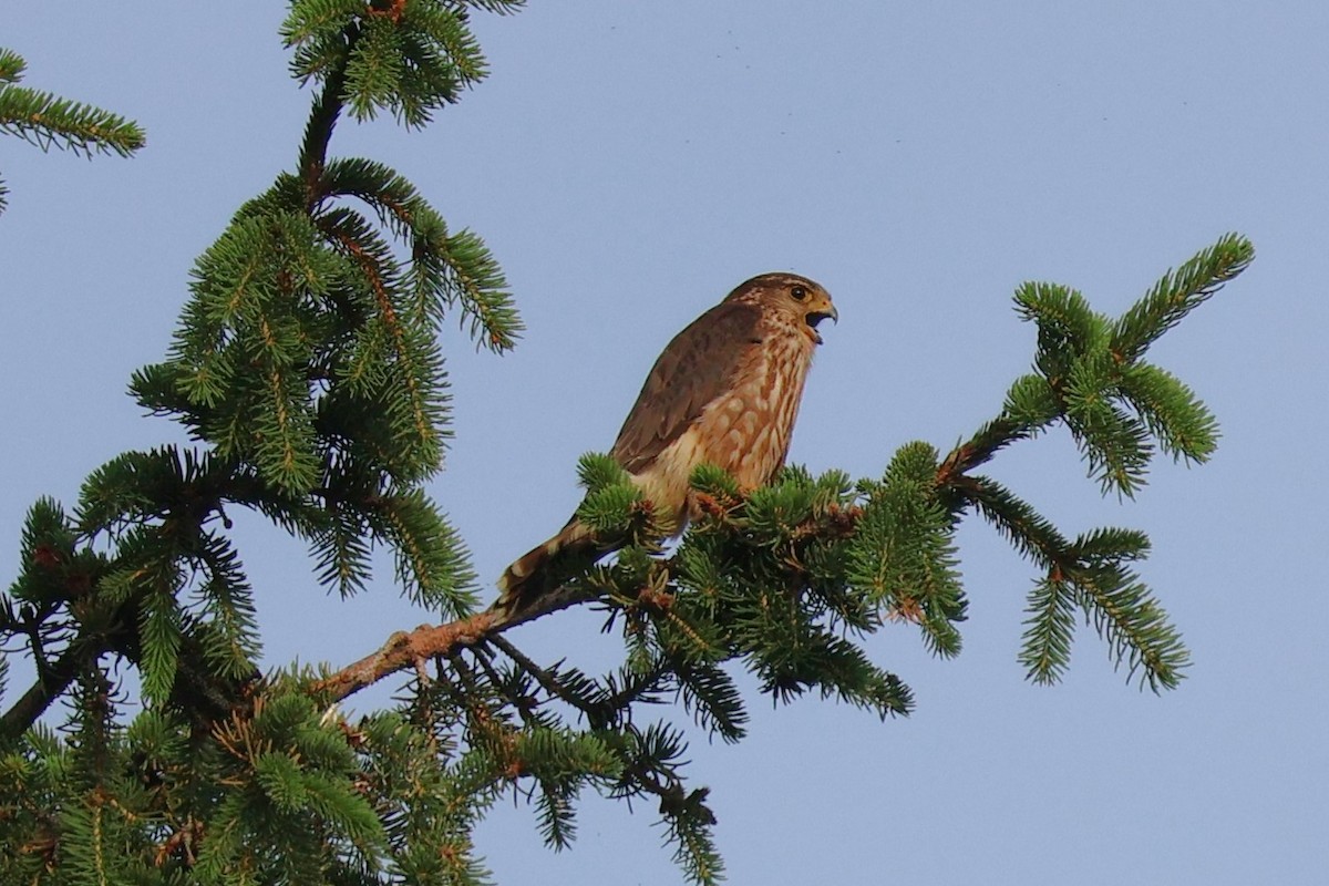 コチョウゲンボウ（columbarius） - ML620865266