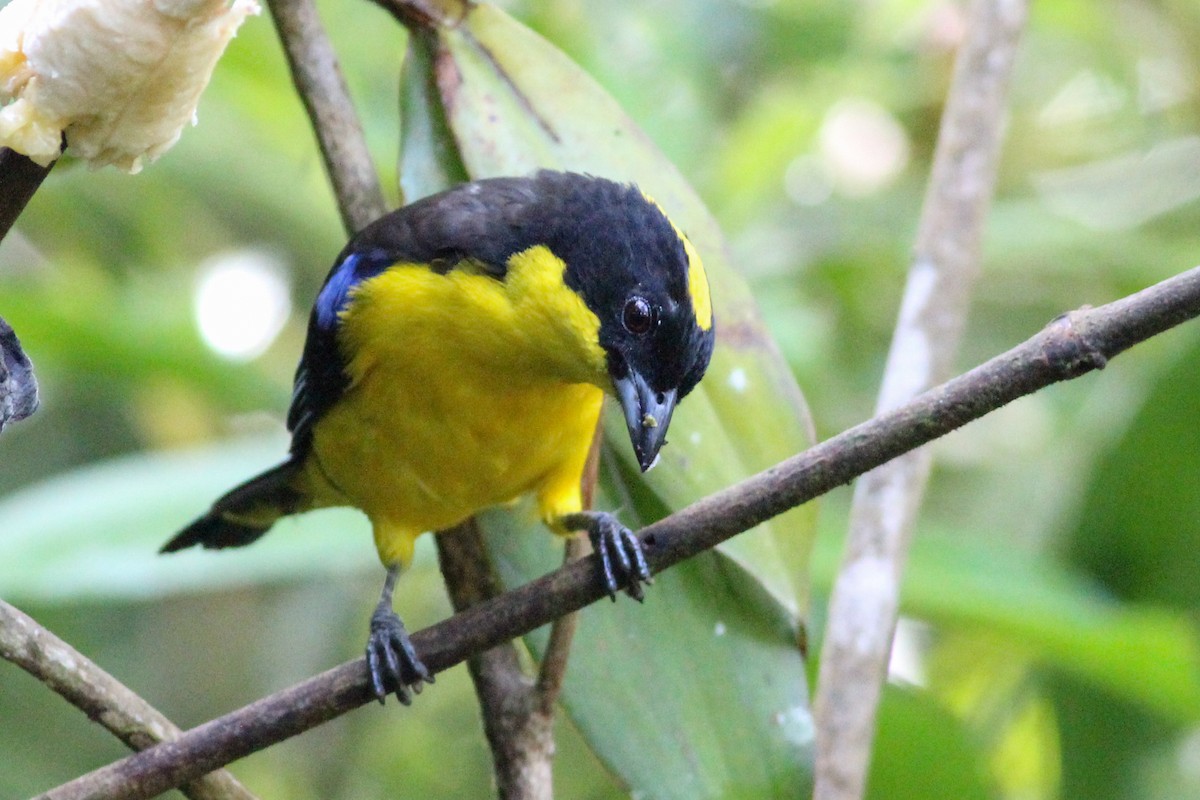 Blue-winged Mountain Tanager - ML620865267