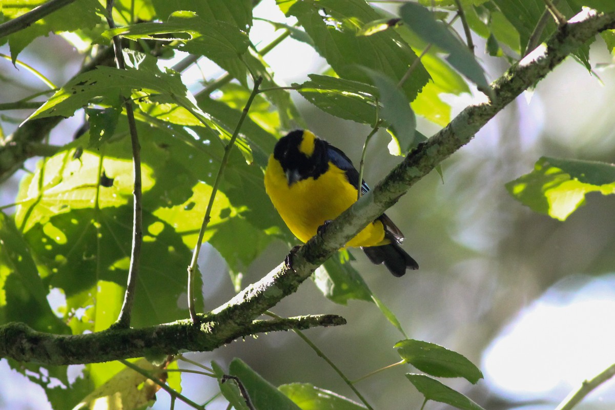Blue-winged Mountain Tanager - ML620865268