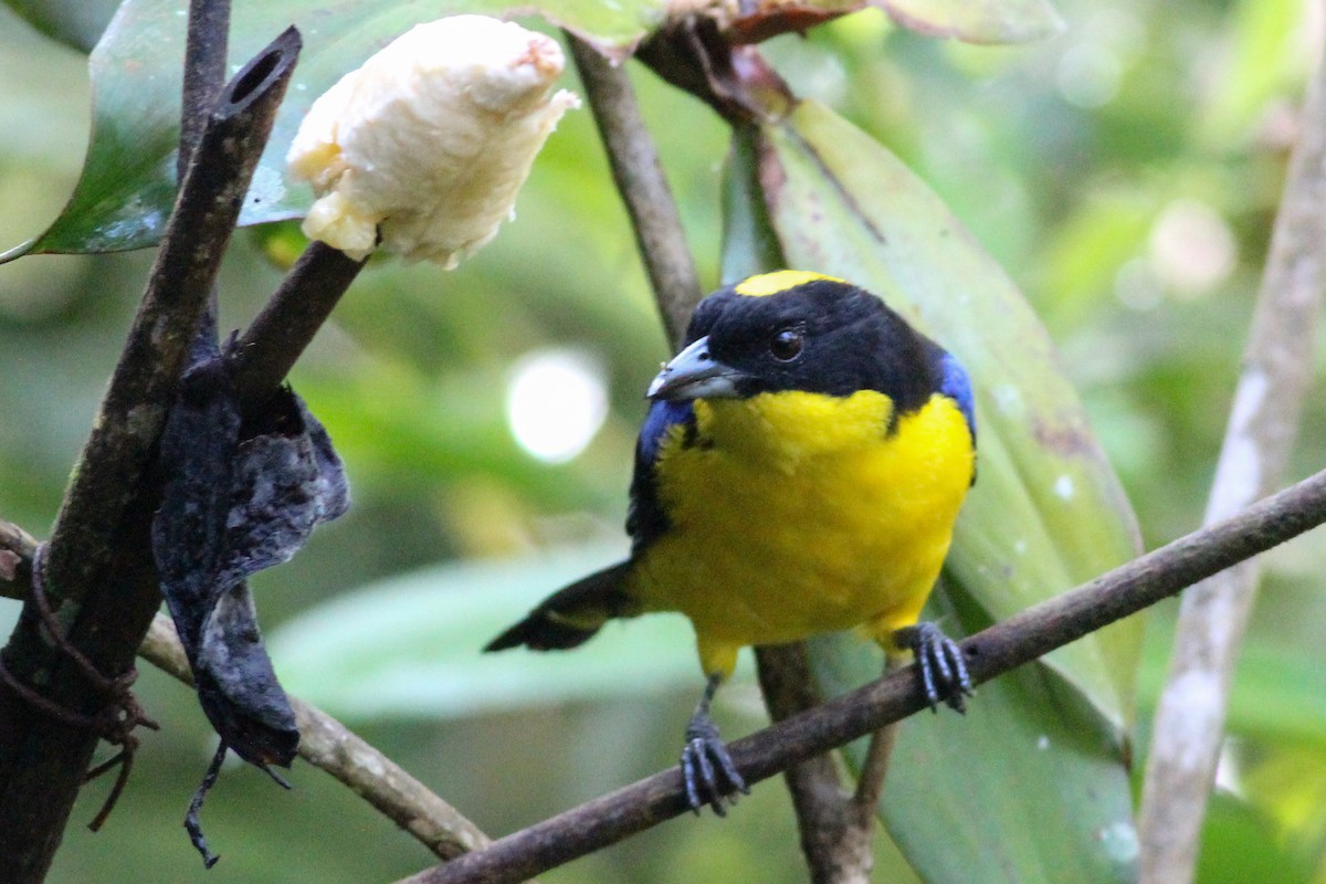 Blue-winged Mountain Tanager - ML620865269