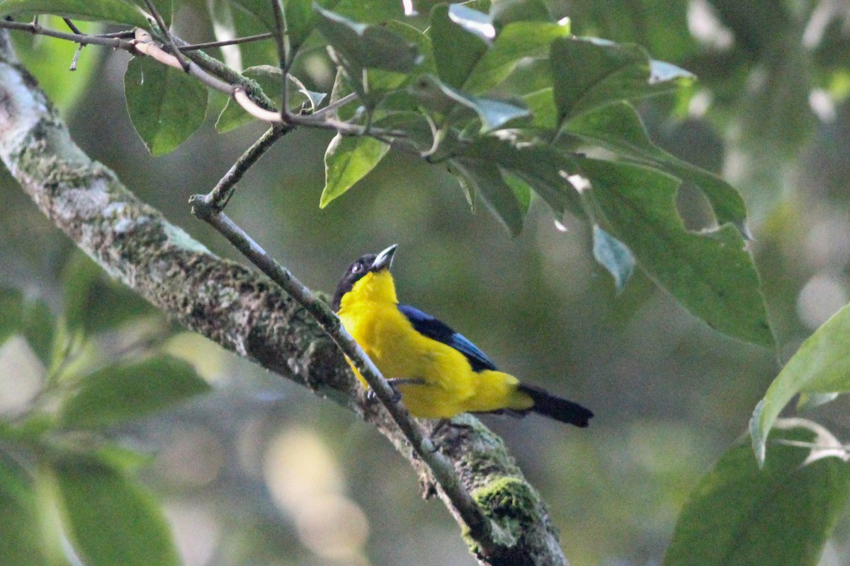 Blue-winged Mountain Tanager - ML620865270