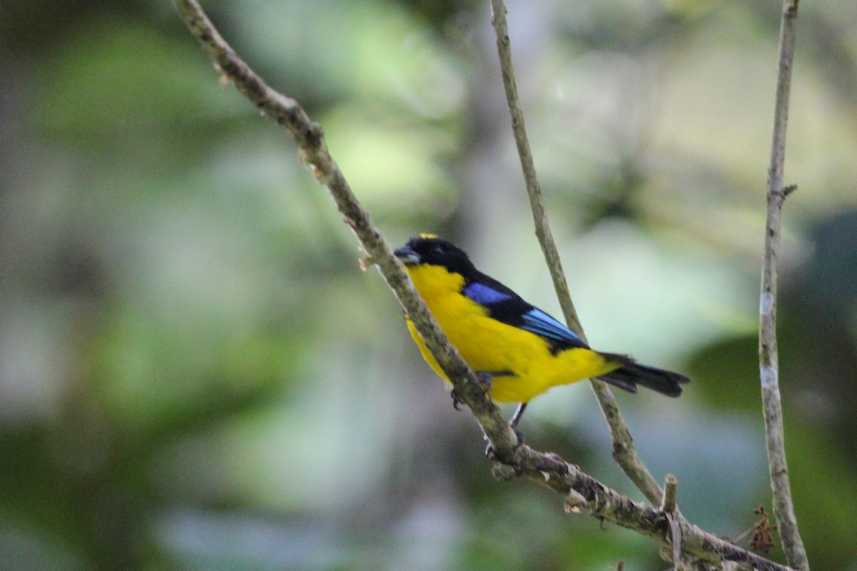 Blue-winged Mountain Tanager - ML620865271