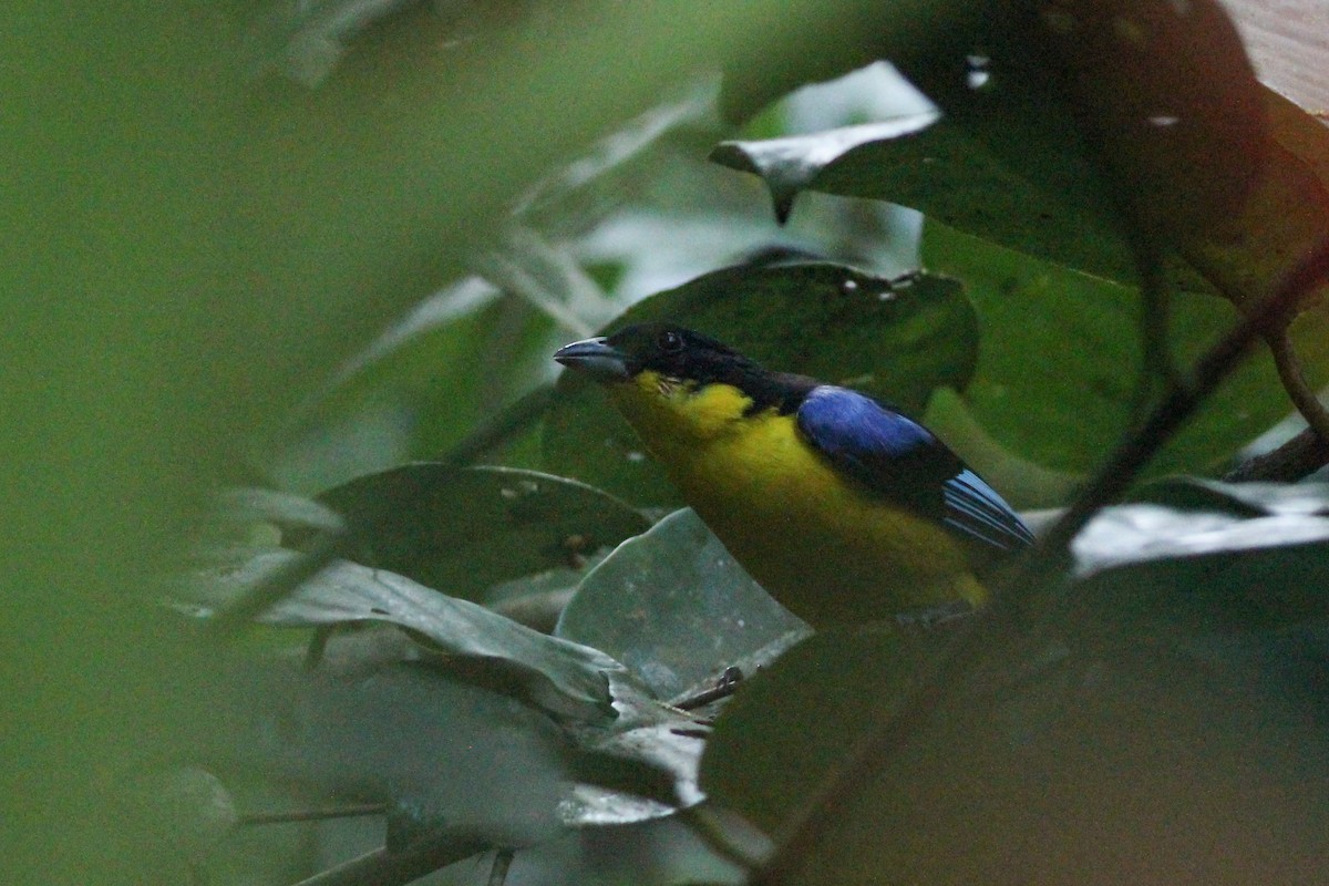 Blue-winged Mountain Tanager - ML620865272