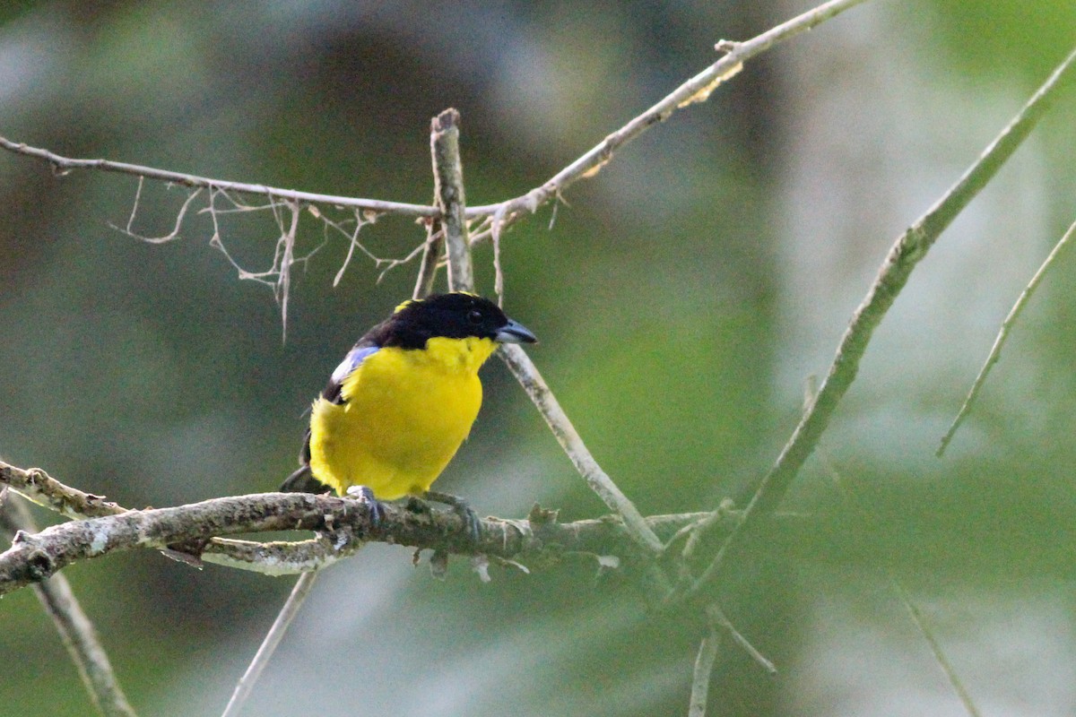 Blue-winged Mountain Tanager - ML620865275