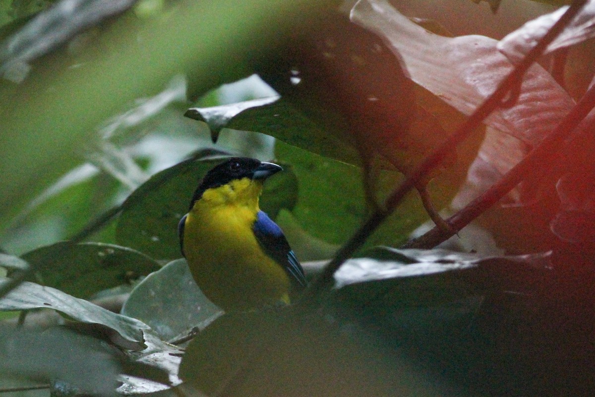 Blue-winged Mountain Tanager - ML620865278