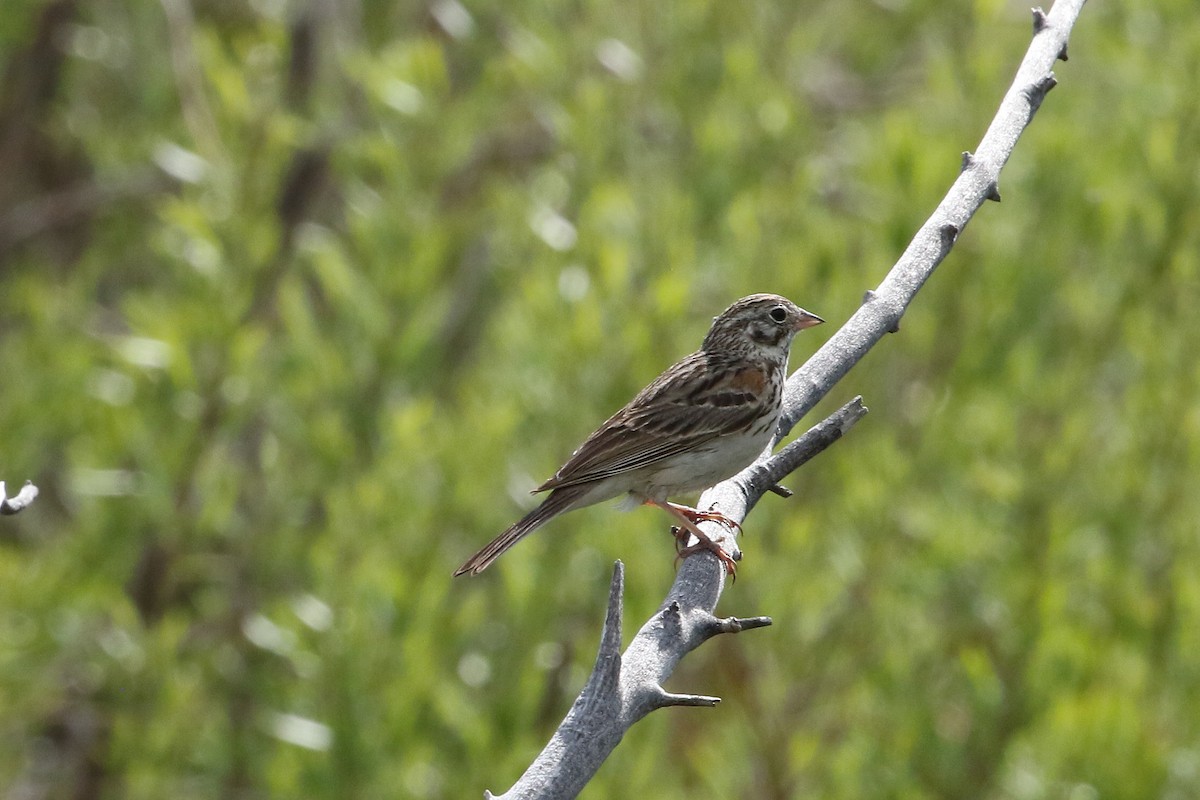 Vesper Sparrow - ML620865280