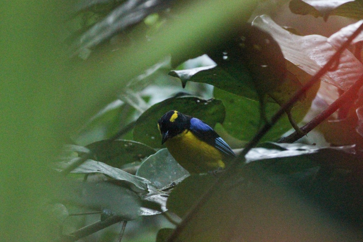 Blue-winged Mountain Tanager - ML620865281