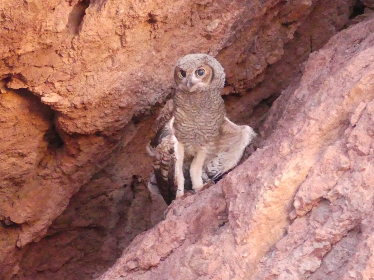 Great Horned Owl - ML620865309