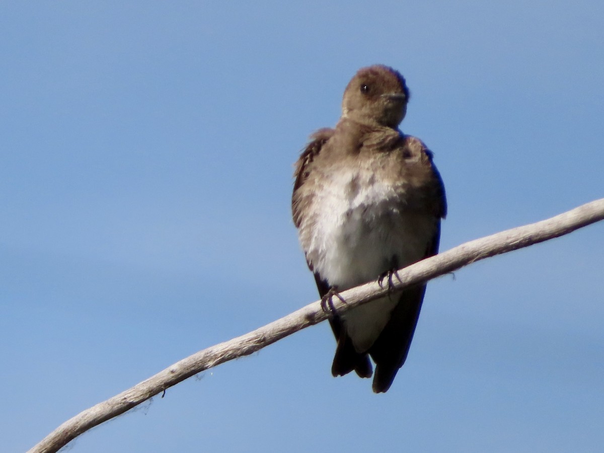 Northern Rough-winged Swallow - ML620865325