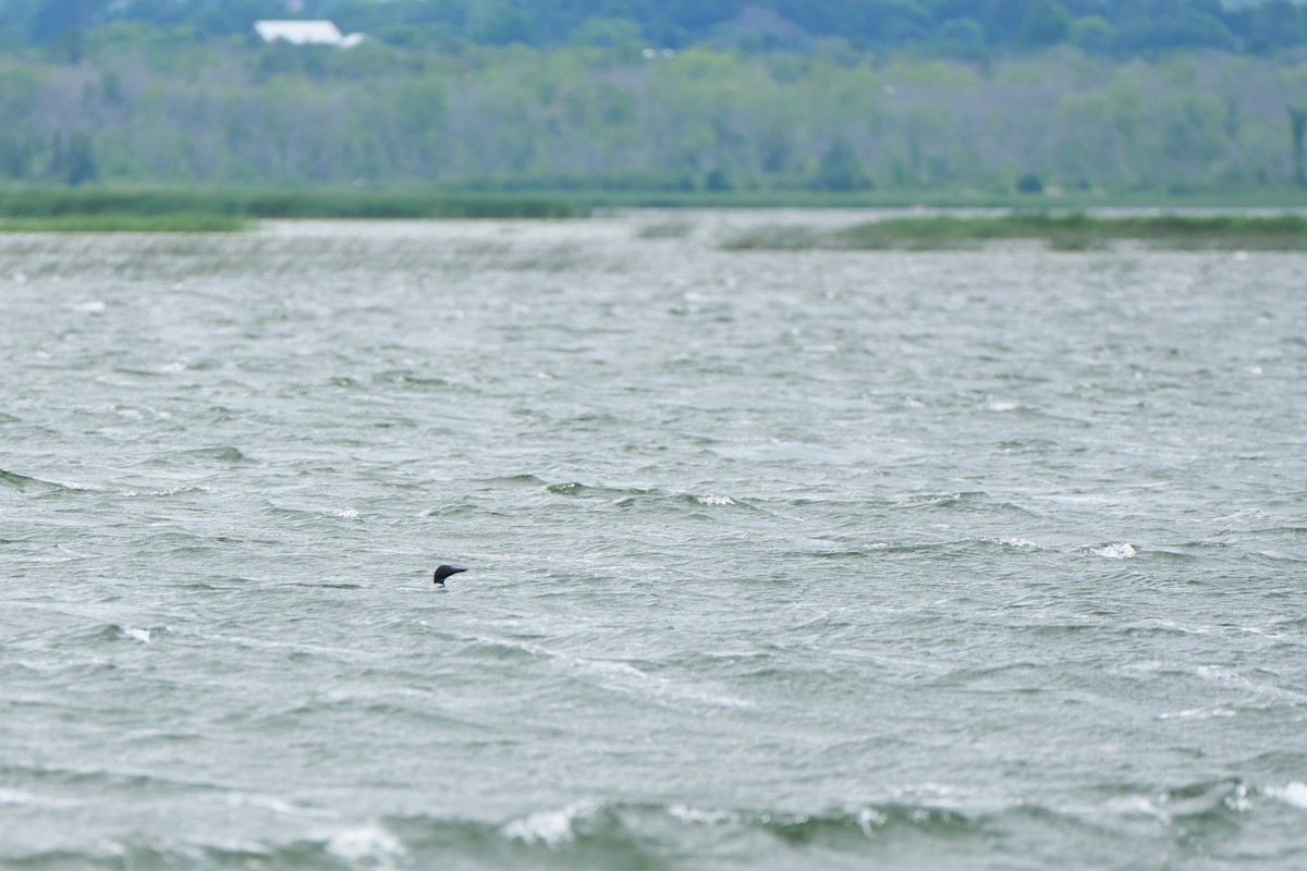 Common Loon - ML620865353