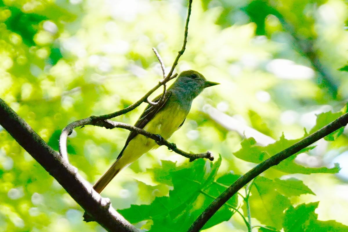 Great Crested Flycatcher - ML620865358