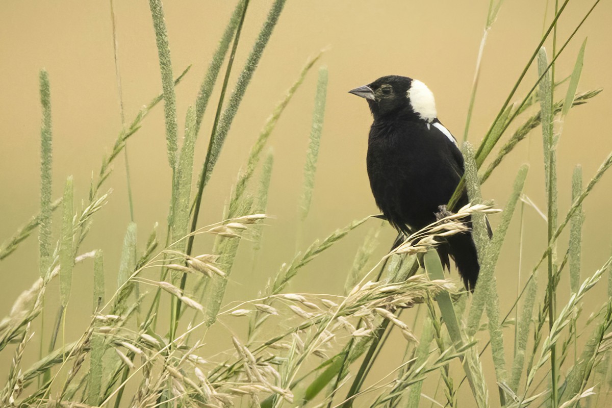 bobolink - ML620865361