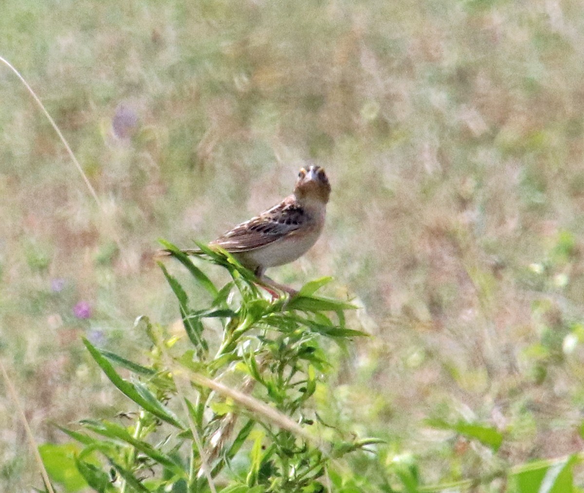 Grasshopper Sparrow - ML620865362