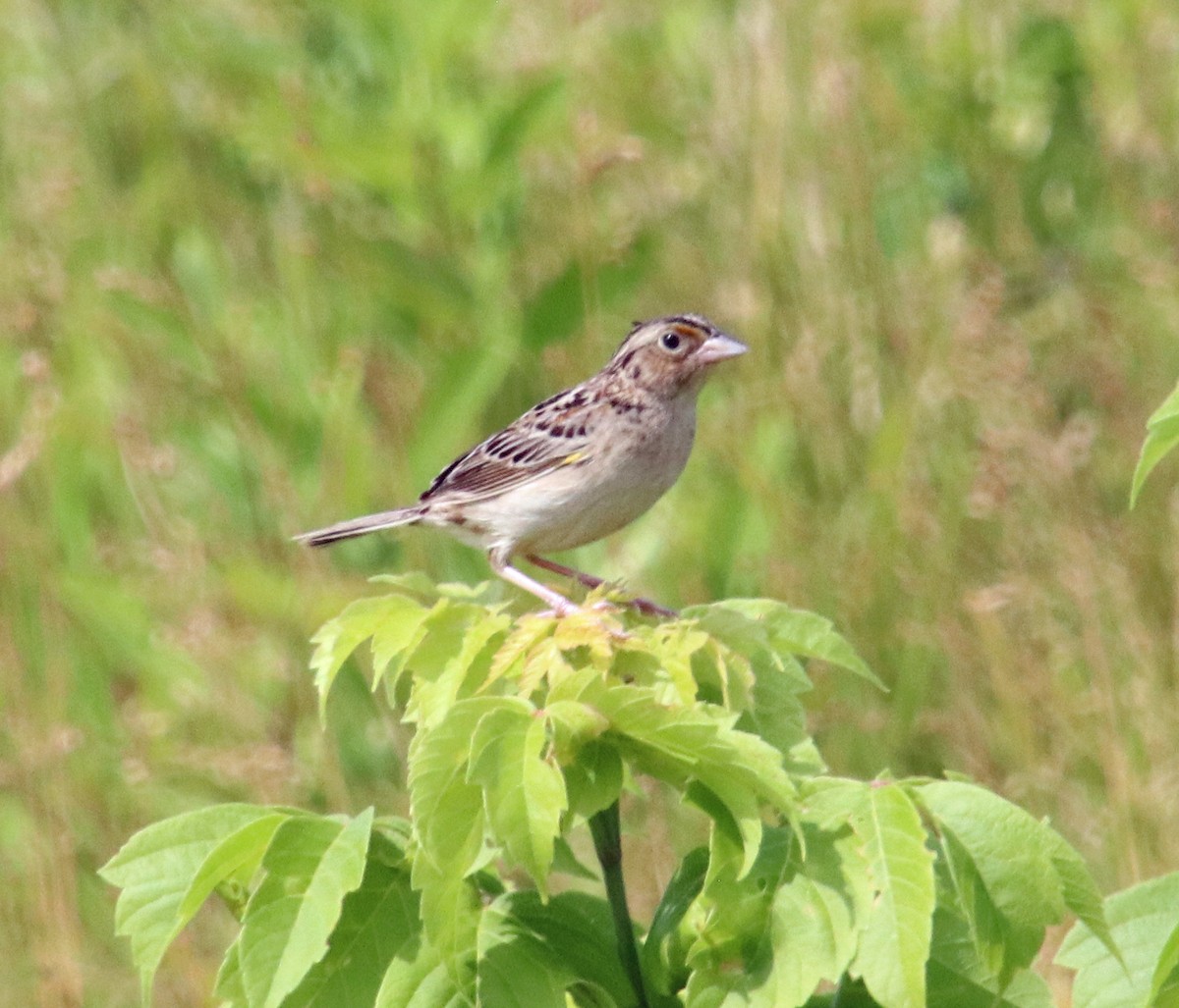 Grasshopper Sparrow - ML620865363