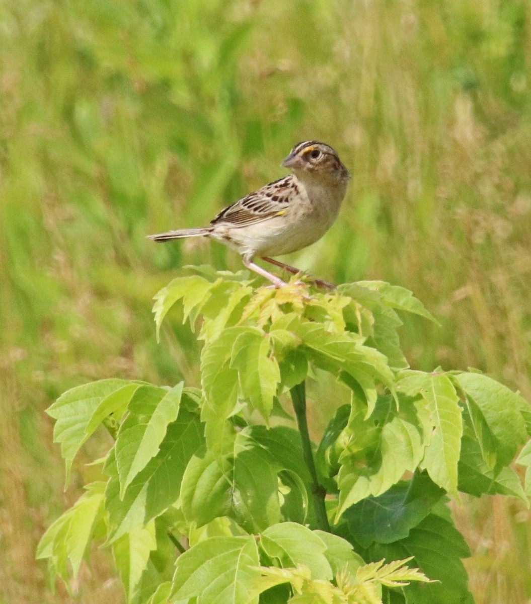 Grasshopper Sparrow - ML620865364