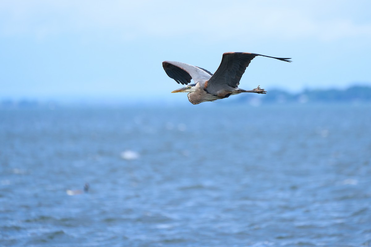 Great Blue Heron - ML620865367