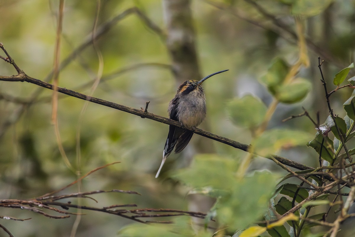 Scale-throated Hermit - ML620865384