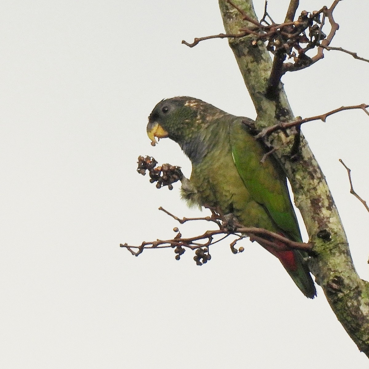 Scaly-headed Parrot - Pablo Bruni