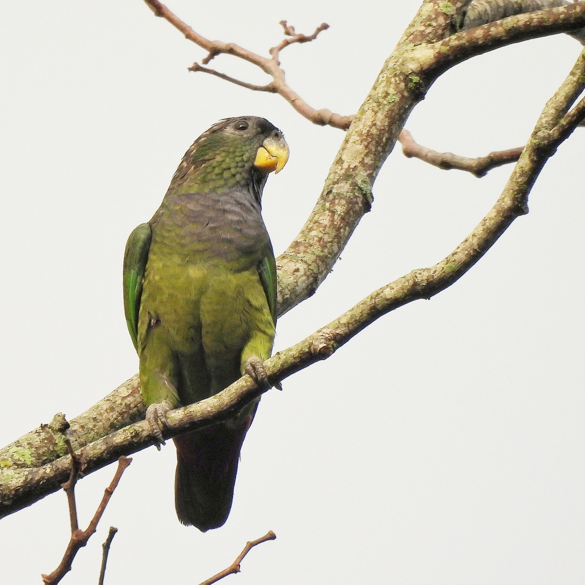 Scaly-headed Parrot - ML620865387