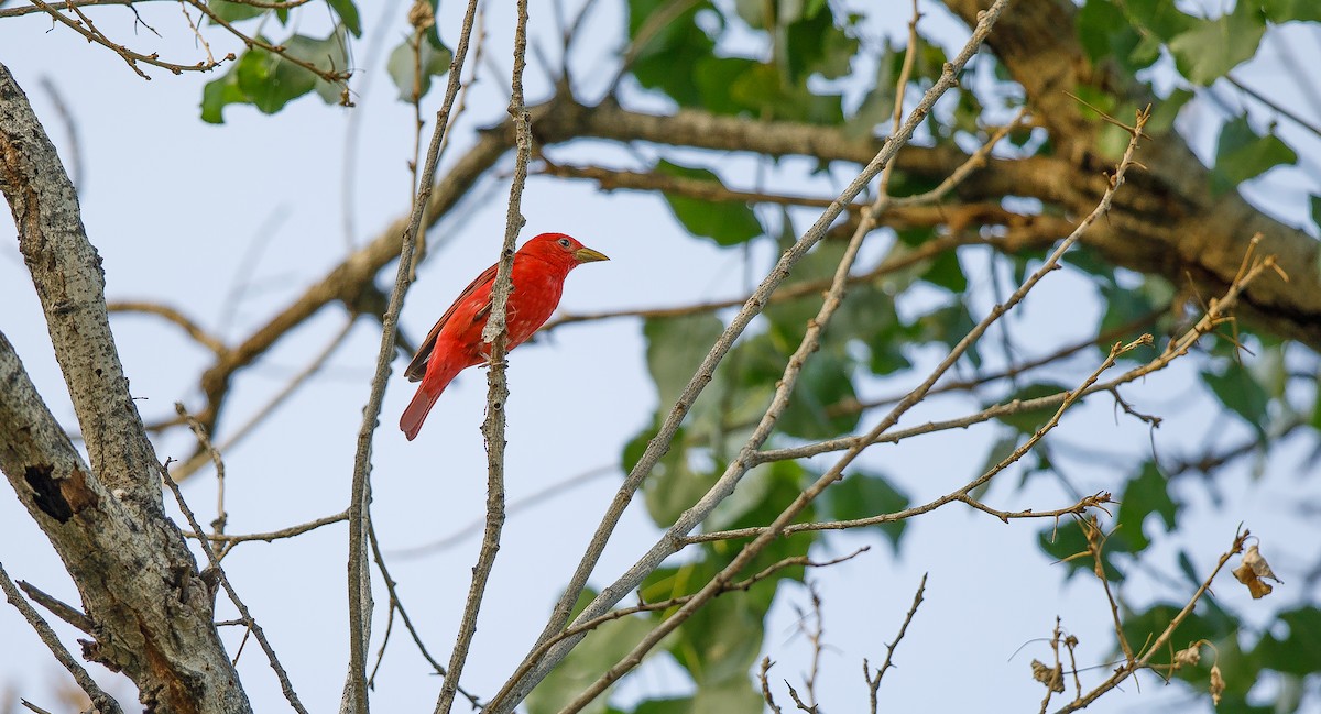 Summer Tanager - ML620865388