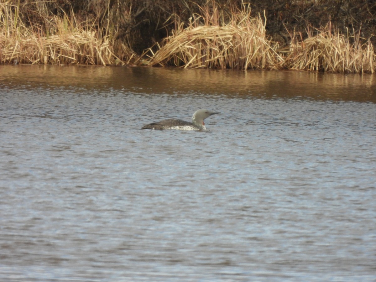 Red-throated Loon - ML620865390