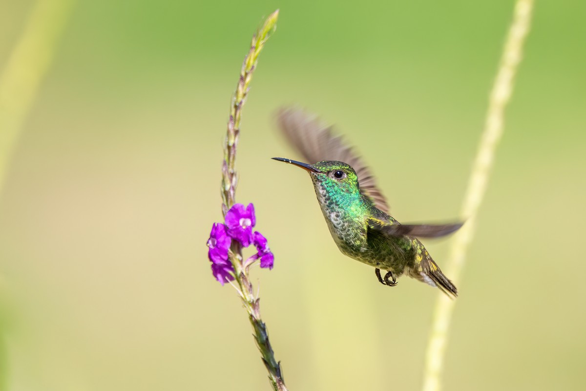 Versicolored Emerald - Marcos Eugênio Birding Guide