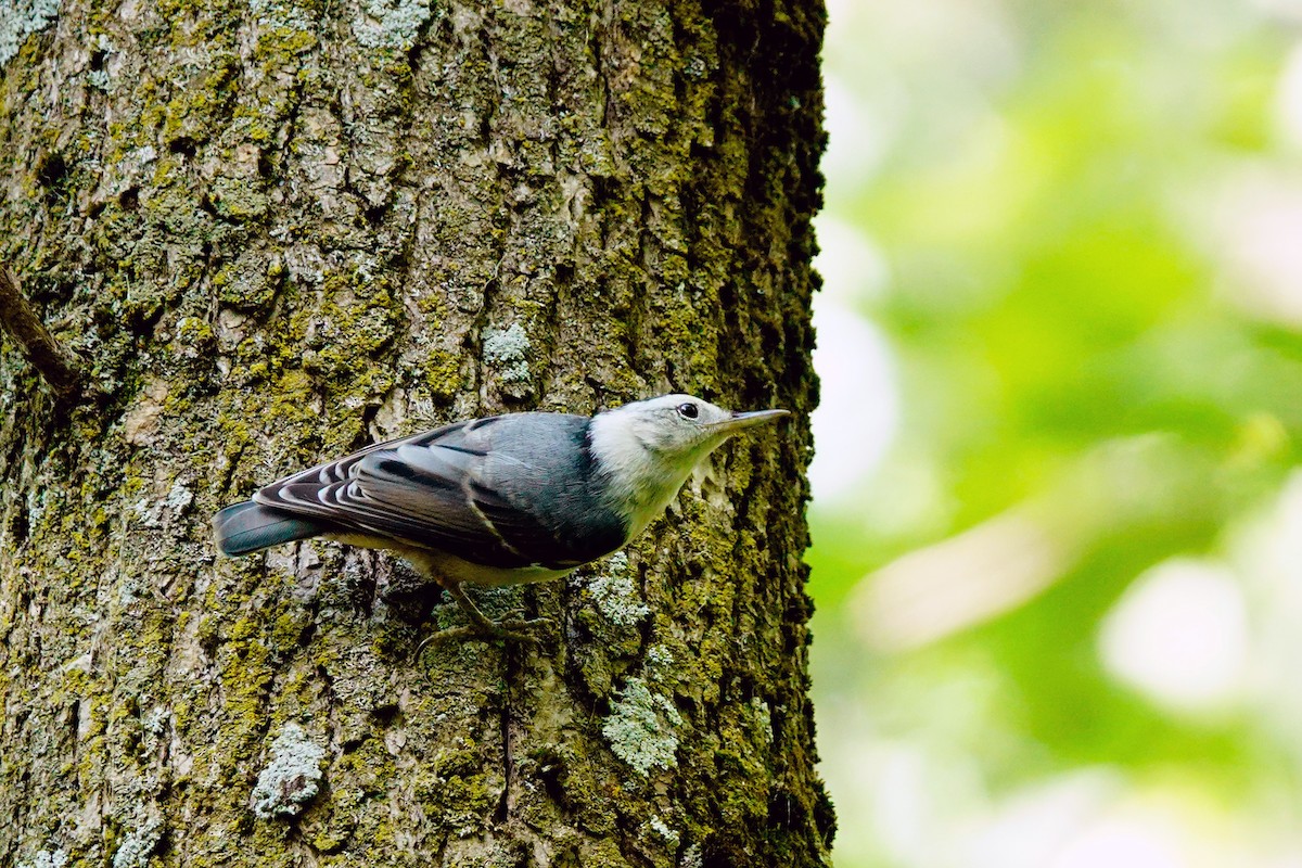 White-breasted Nuthatch - ML620865403