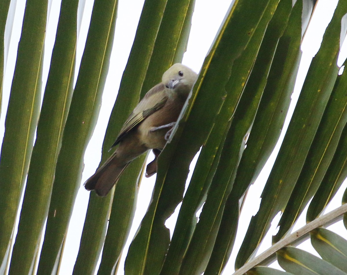 Palm Tanager - ML620865407