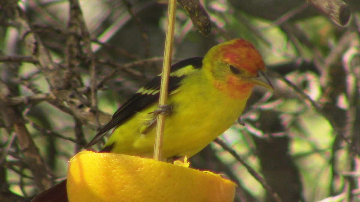 Western Tanager - ML620865409
