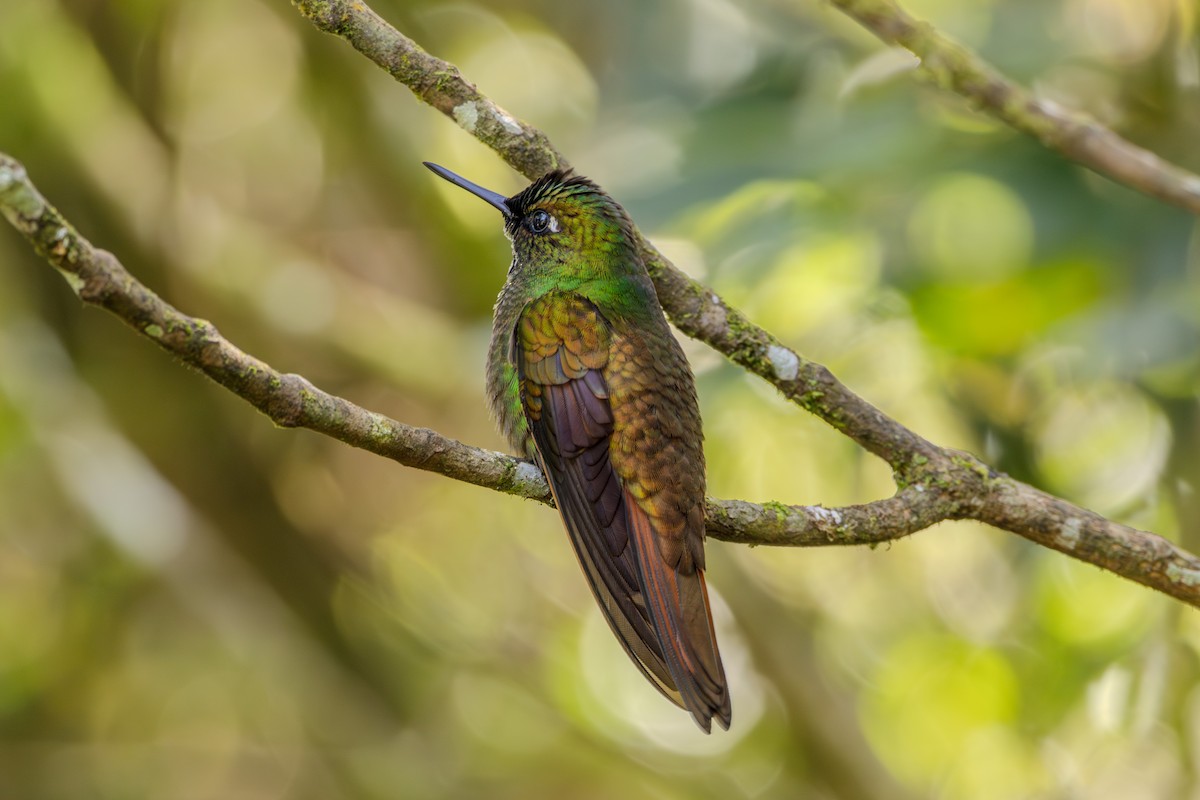 kolibřík brazilský - ML620865414