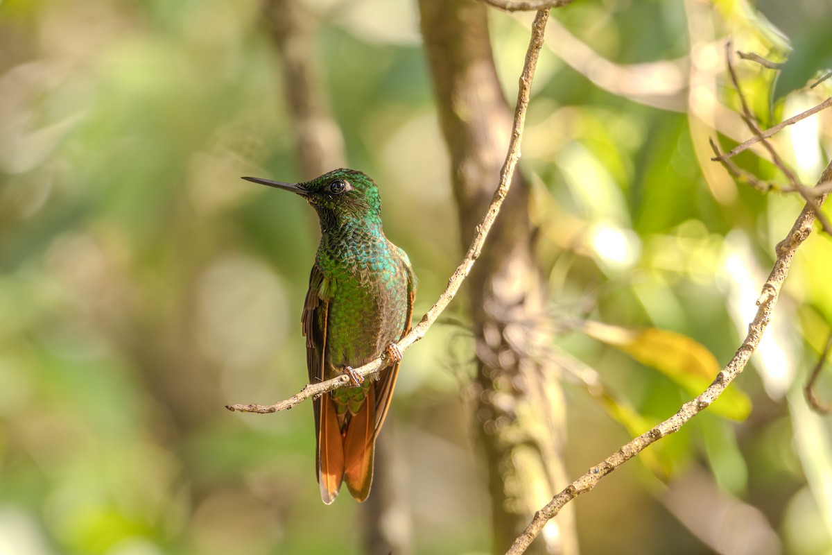 kolibřík brazilský - ML620865415