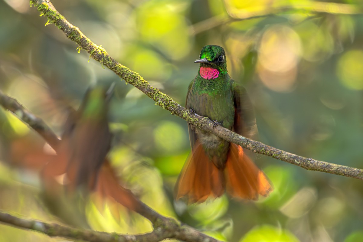 kolibřík brazilský - ML620865416