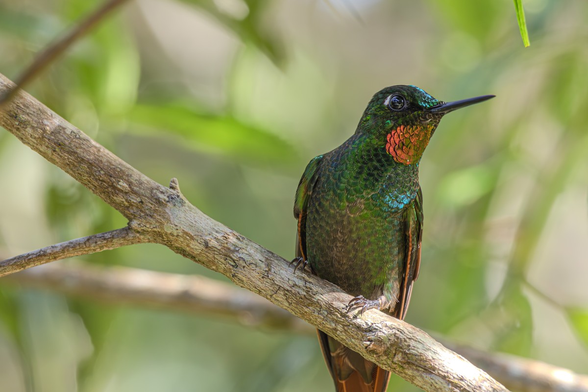 kolibřík brazilský - ML620865417