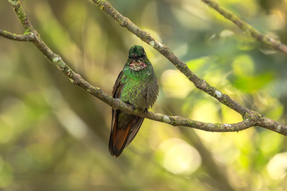kolibřík brazilský - ML620865418