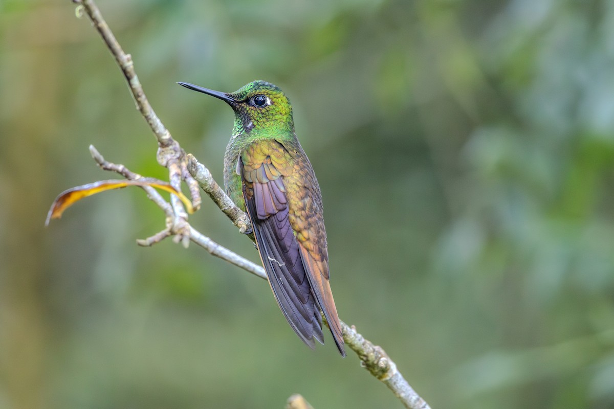 kolibřík brazilský - ML620865419