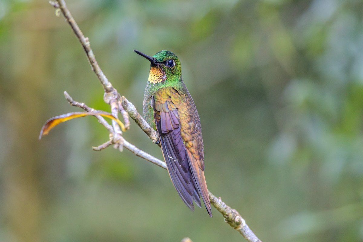 kolibřík brazilský - ML620865420