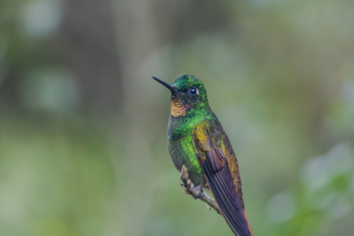 kolibřík brazilský - ML620865421