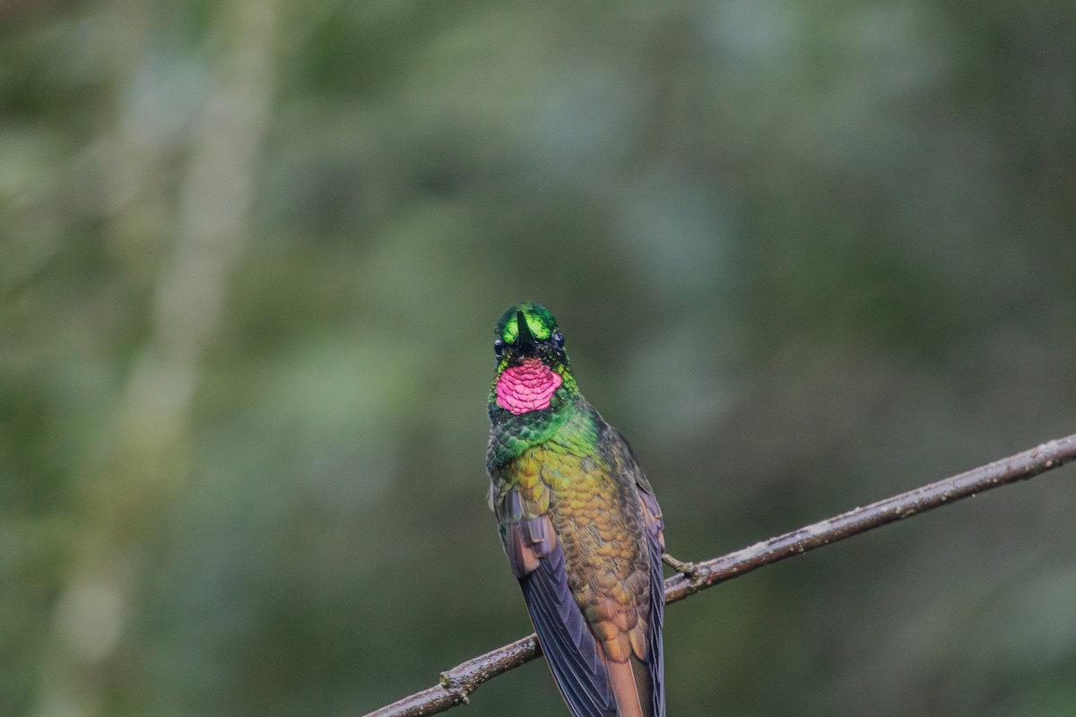 kolibřík brazilský - ML620865422