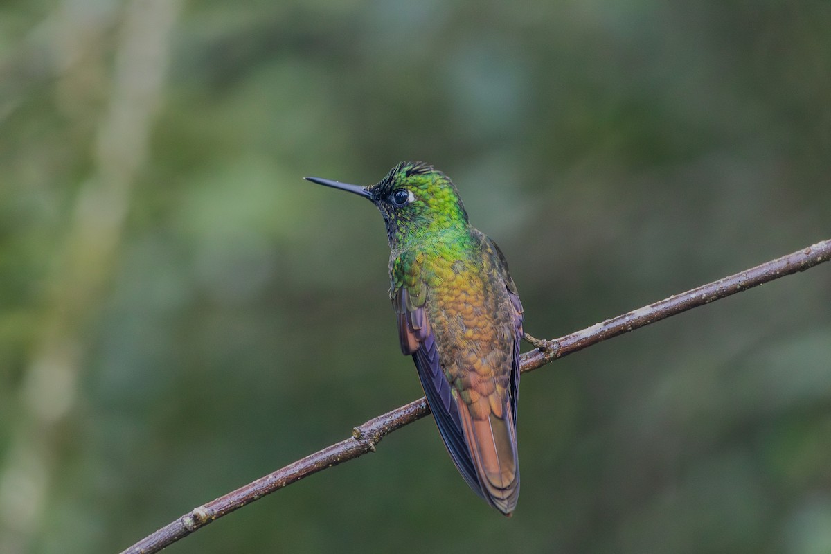 kolibřík brazilský - ML620865423
