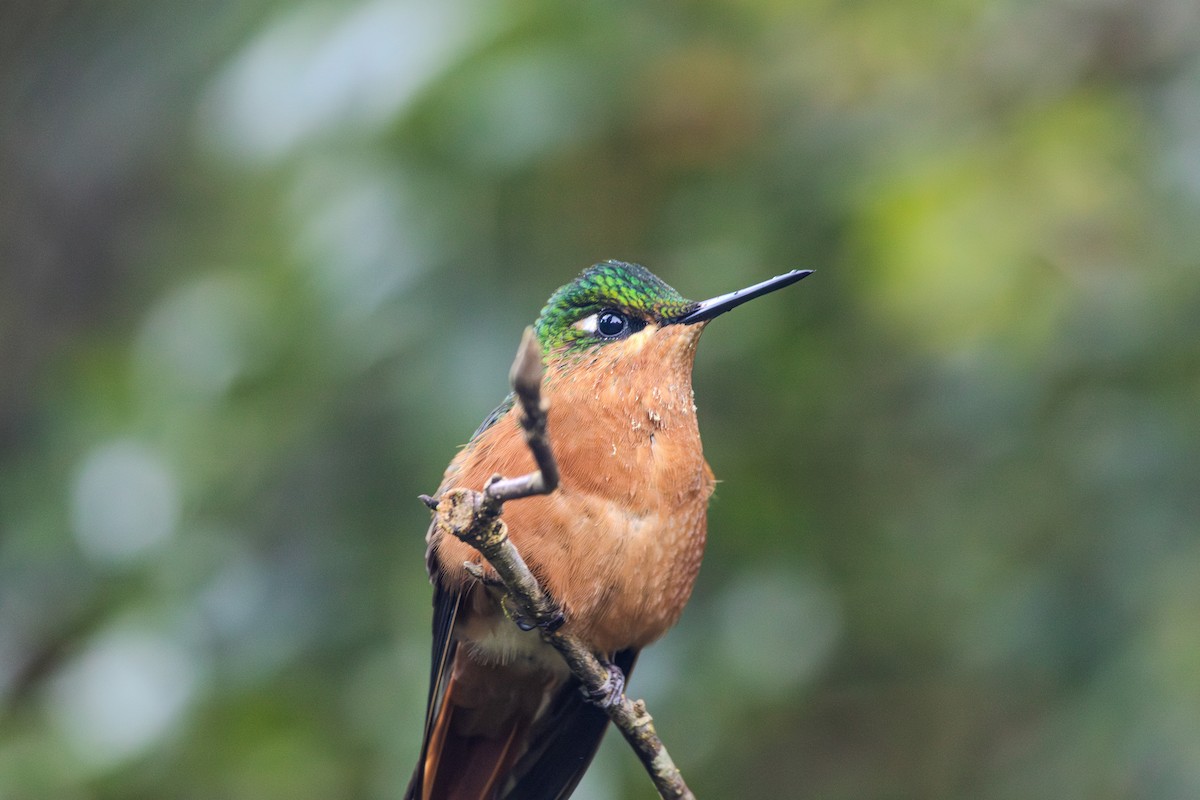 kolibřík brazilský - ML620865424