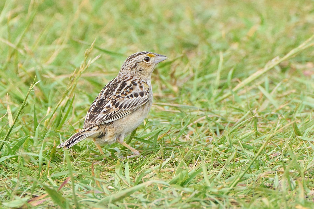 Grasshopper Sparrow - ML620865429