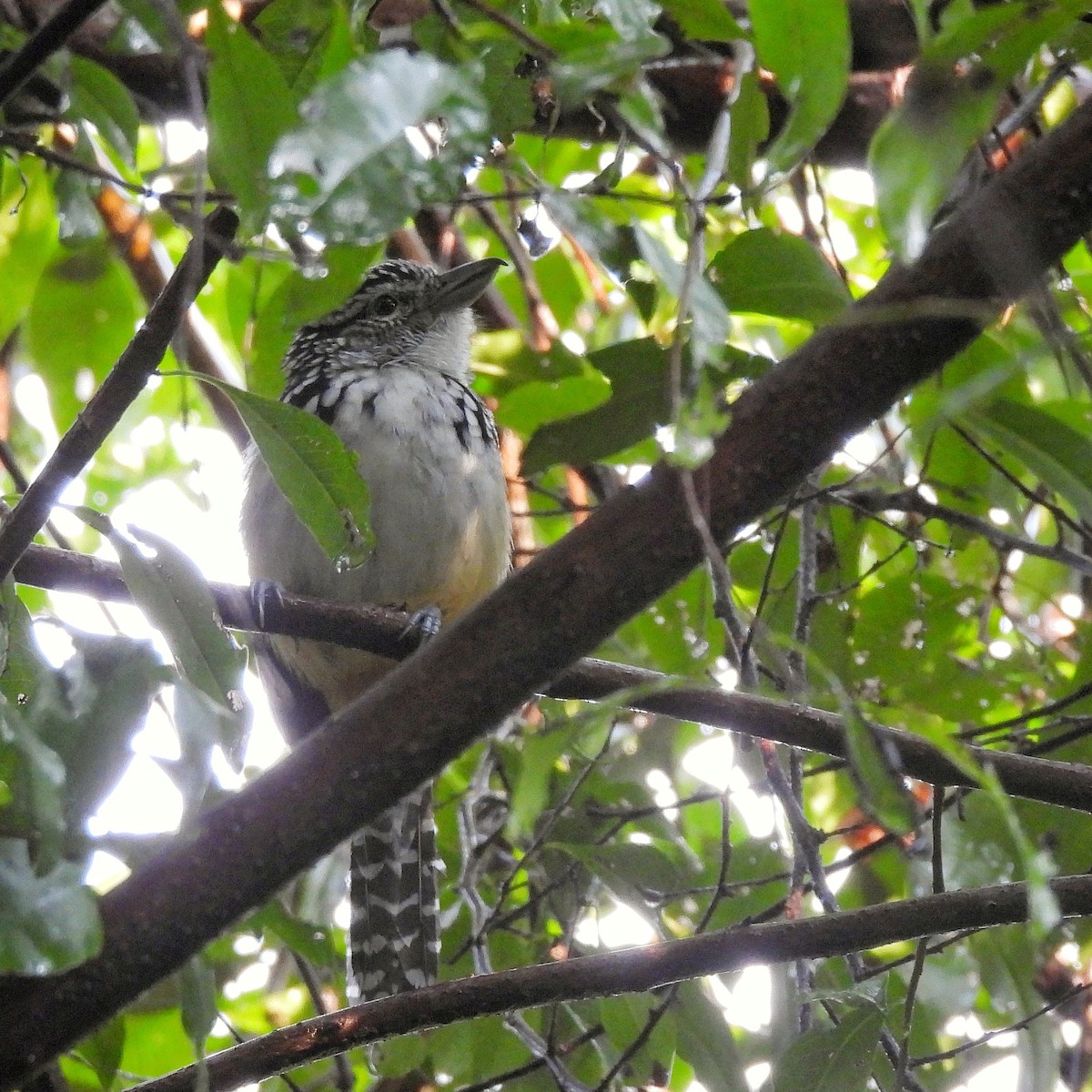 Spot-backed Antshrike - ML620865443