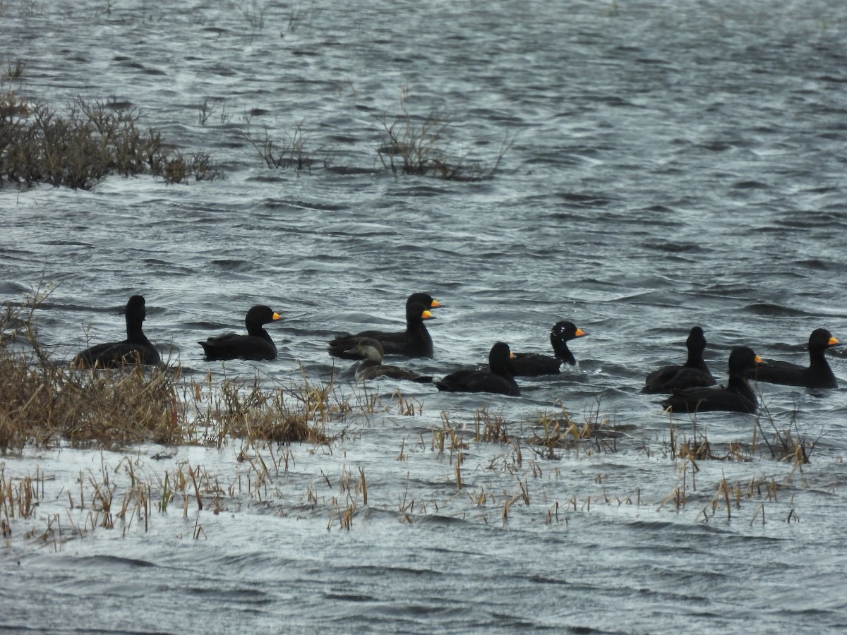 Black Scoter - ML620865448