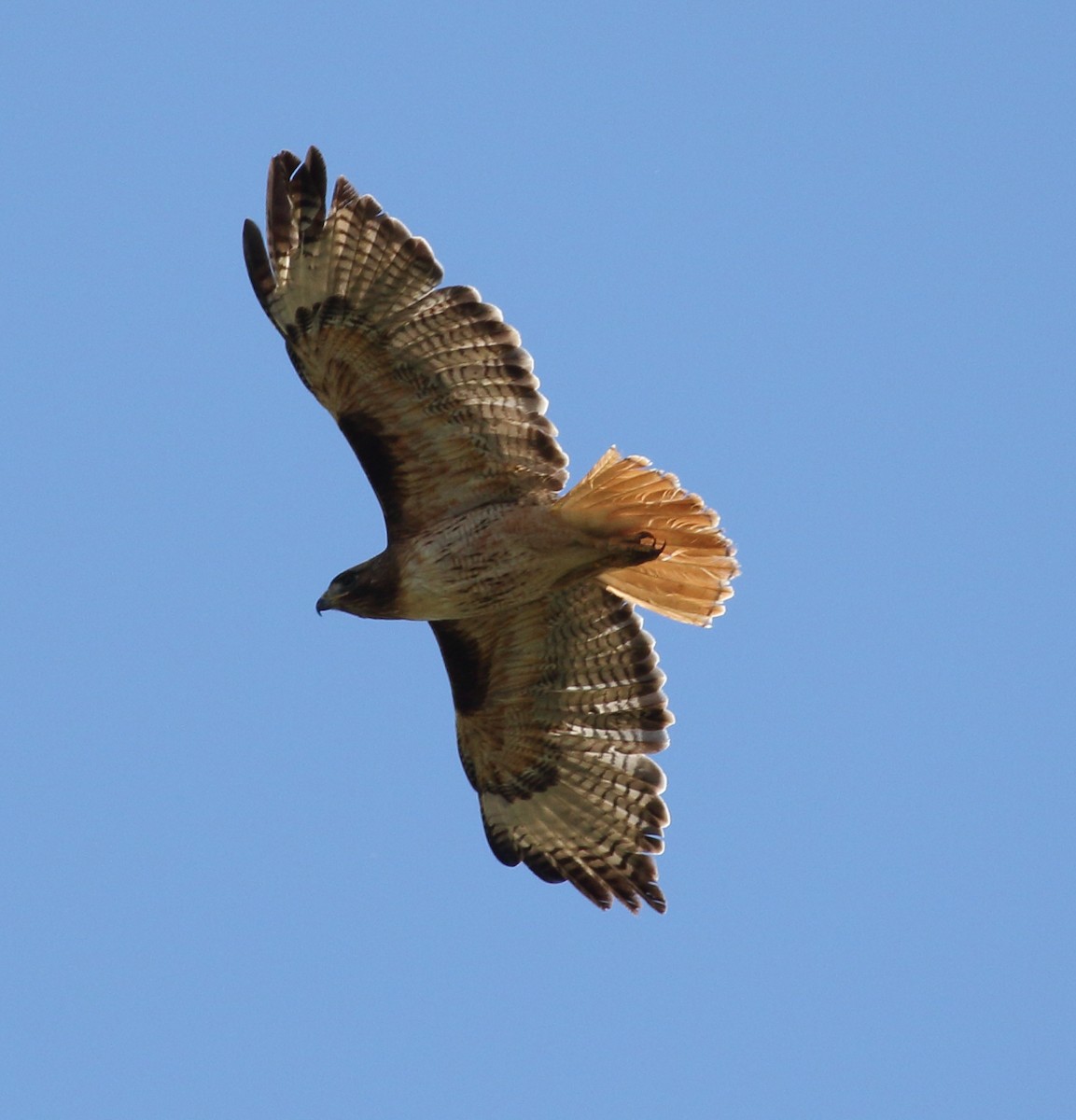 Red-tailed Hawk - ML620865458