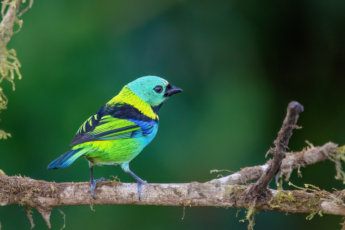 Green-headed Tanager - ML620865478