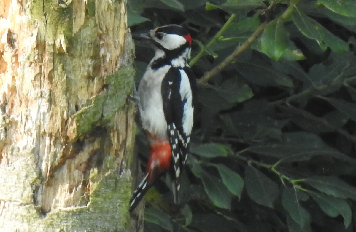 Great Spotted Woodpecker - ML620865497
