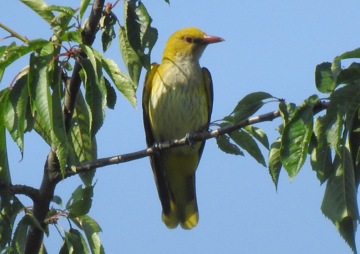 Eurasian Golden Oriole - ML620865509