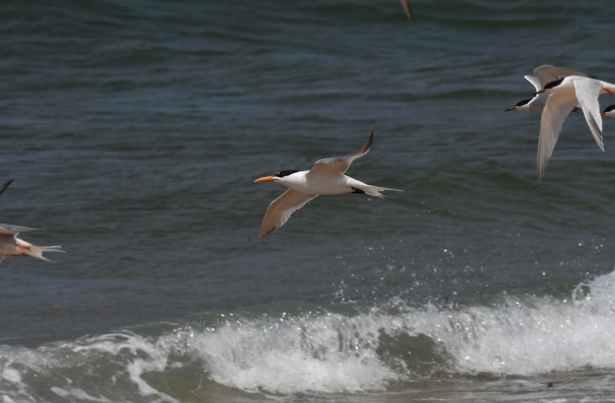 Royal Tern - ML620865510