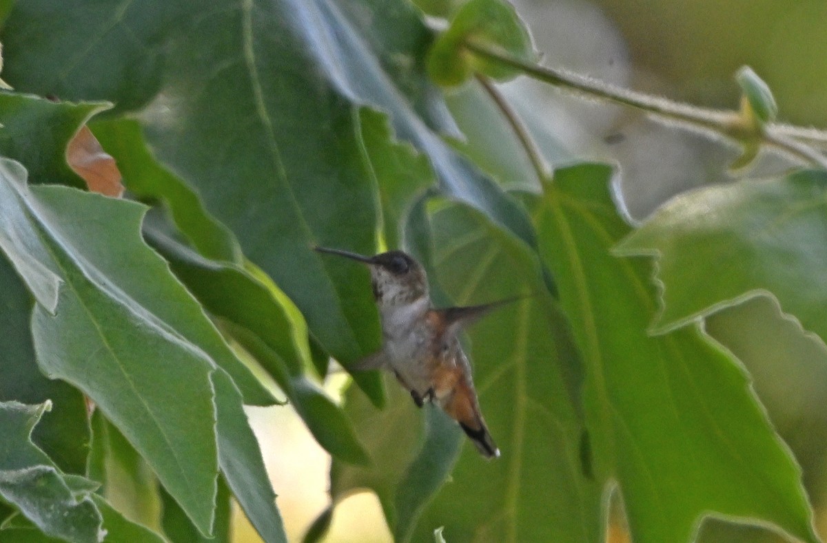 tanımsız Trochilidae sp. - ML620865511