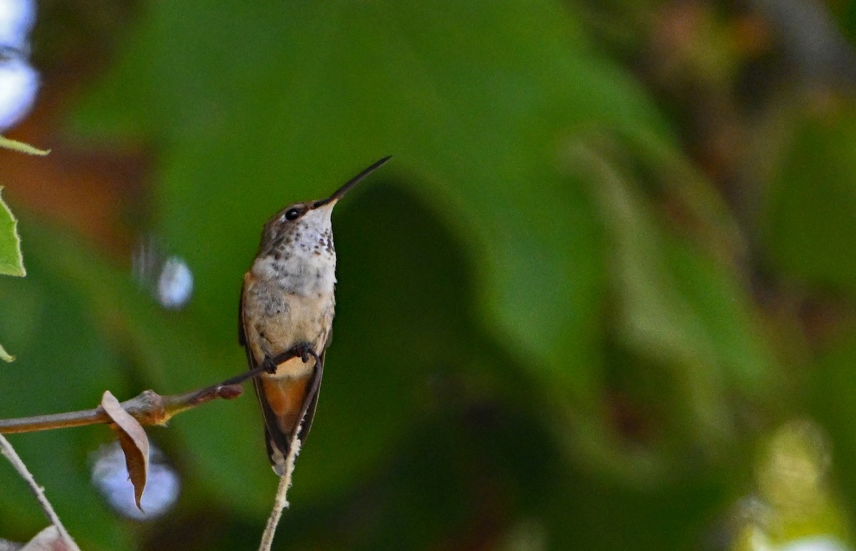 hummingbird sp. - ML620865513